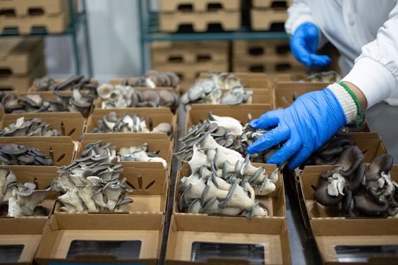 Urban mushroom farm illustrating the bioavailability story of functional fungi